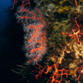 Snorkeling in Ischia: baptism of the sea