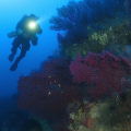 Snorkeling in Ischia: baptism of the sea