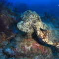 Snorkeling in Ischia: baptism of the sea