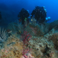 Snorkeling in Ischia: baptism of the sea