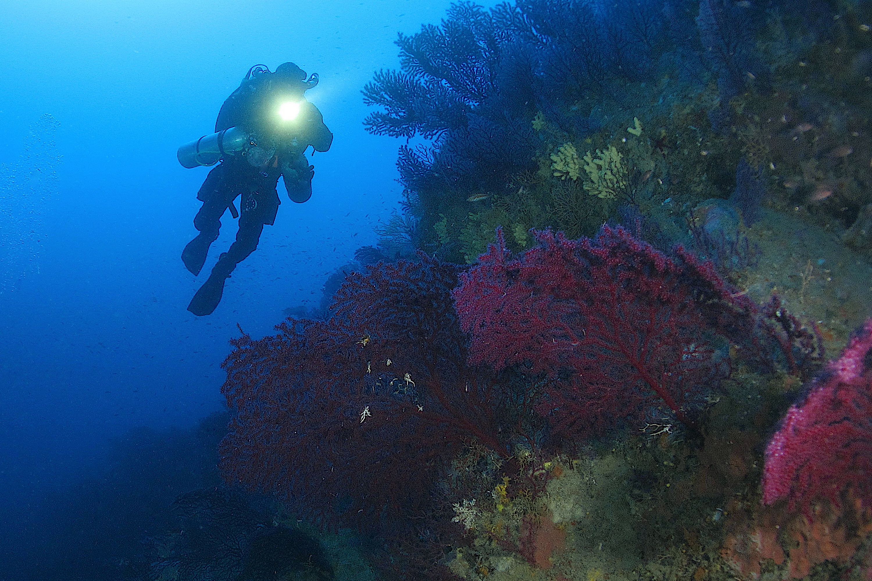 Snorkeling in Ischia: Single dive