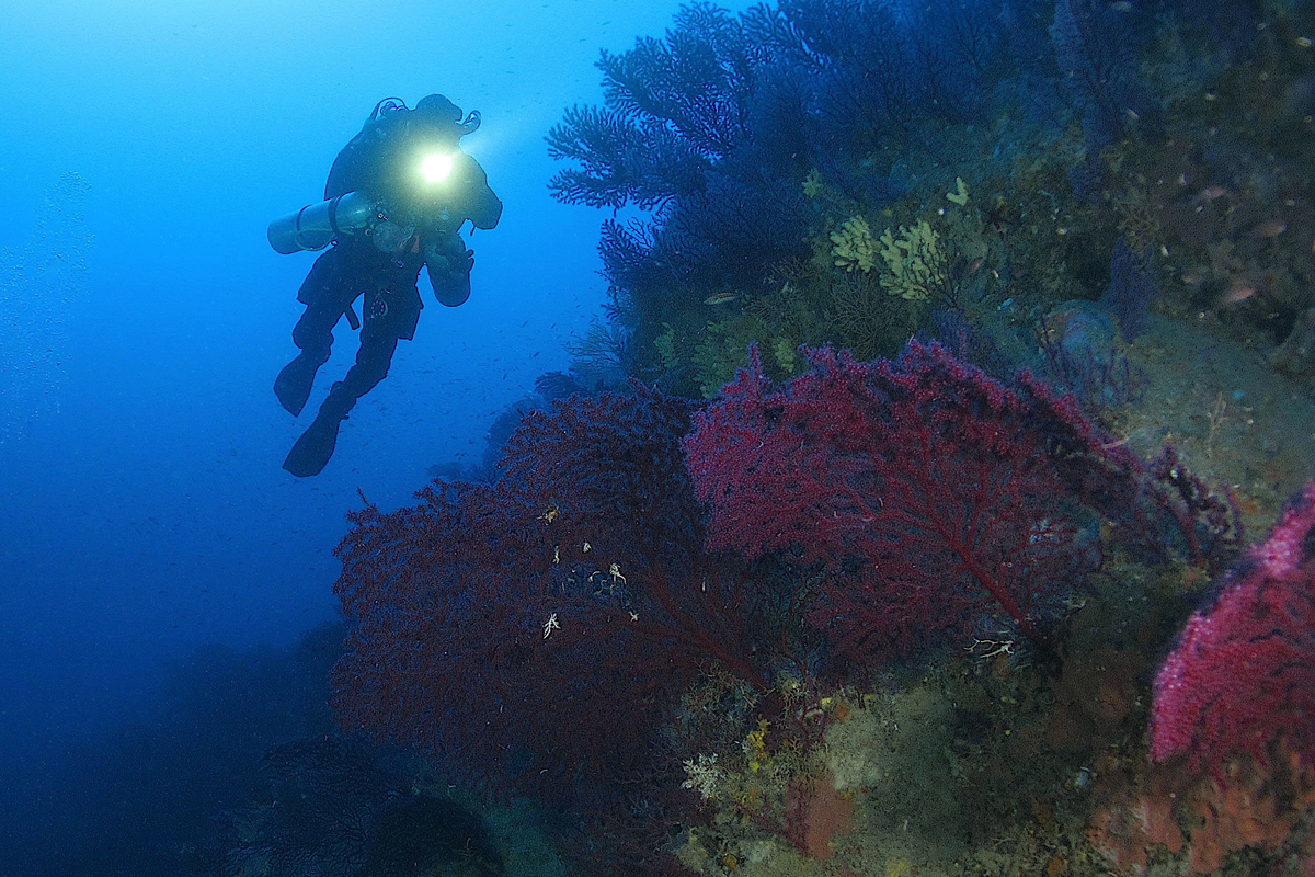 Snorkeling in Ischia: Single dive