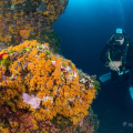 Snorkeling in Ischia: Single dive