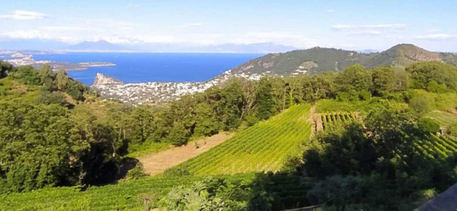 Tenuta del Cannavale BIO Experience: Nature Walk with Tasting